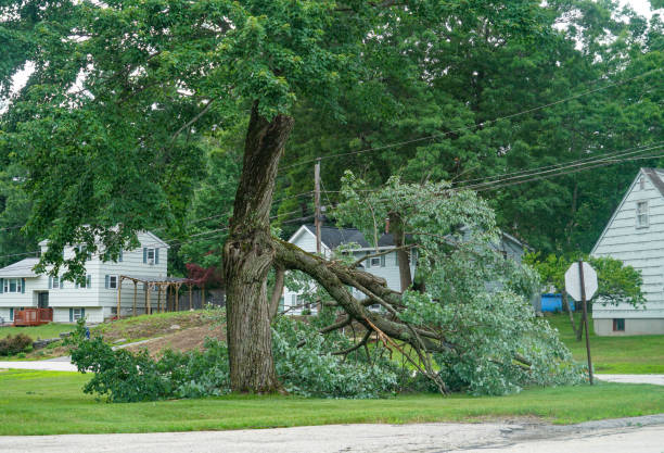 Emergency Storm Tree Removal in Lincoln Park, MI